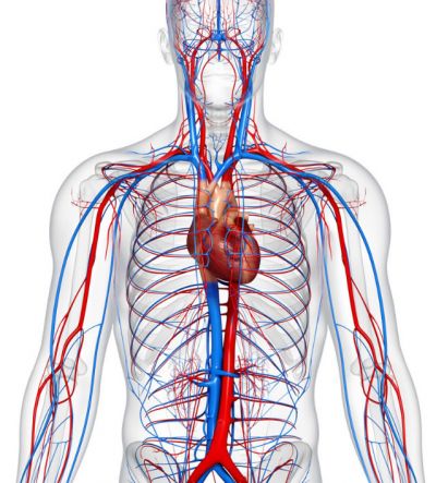układ krwionośny