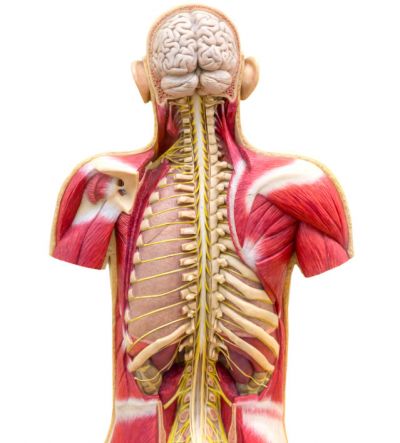 układ mięśniowy