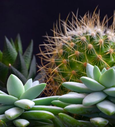 sukulenty i kaktusy