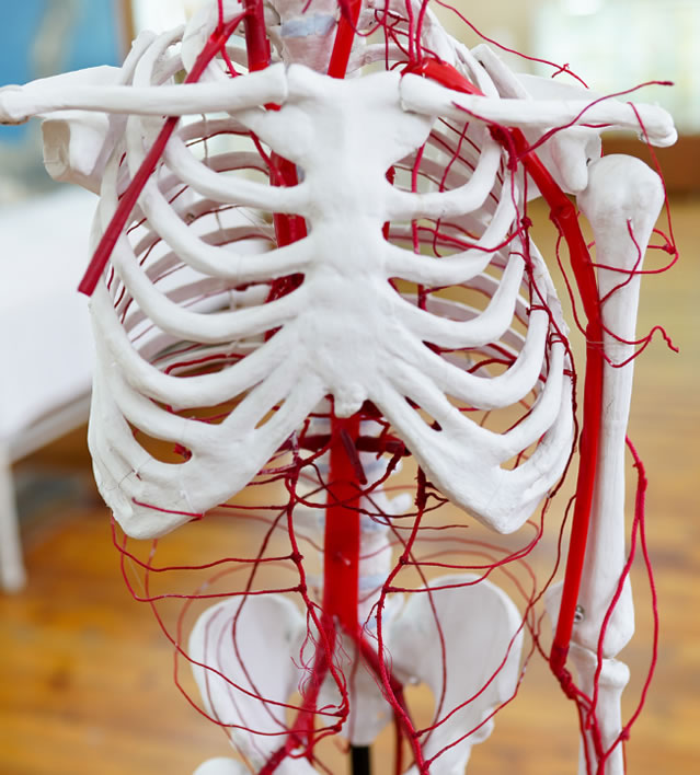 układ krwionośny